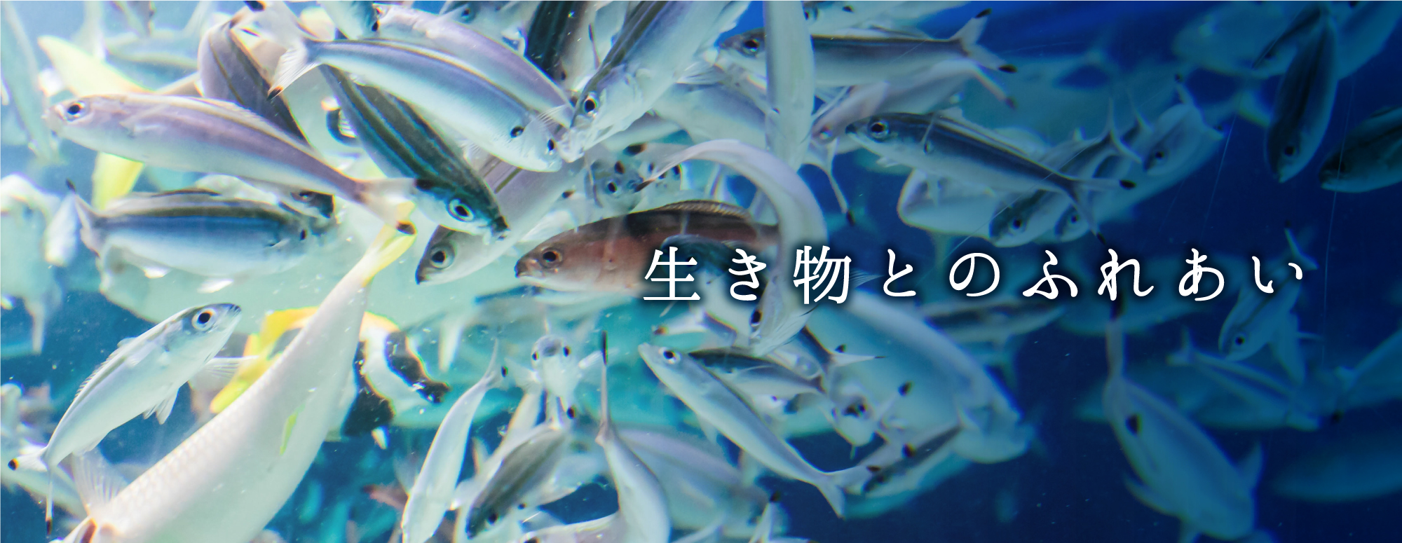 生き物とのふれあい